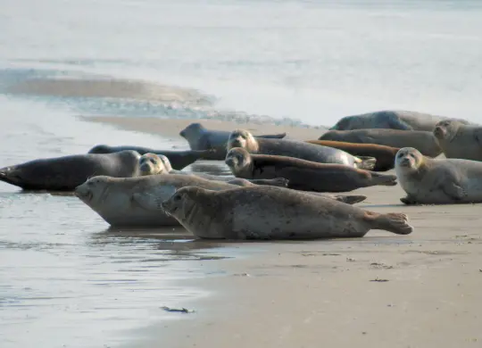 Seehunde an der Nordsee Auf Klassenfahrt mit HEROLÉ: Seehunde an der Nordsee.