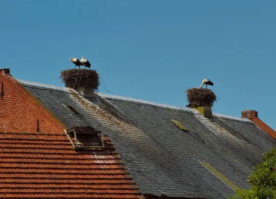 Storchendorf Rühstädt in Brandenburg in Prignitz Auf Klassenfahrt mit HEROLÉ: Storchendorf Rühstädt in Brandenburg in Prignitz.