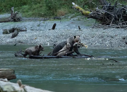 Grizzlymutter mit Lachs im Maul und ihren Kindern Auf Klassenfahrt mit HEROLÉ: Eine Grizzlybärmutter hat einen Lachs für ihre beiden Kinder gefangen.