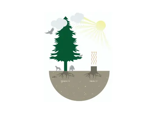 Grafik CO2-Kreislauf Auf Klassenfahrt mit HEROLÉ: Darstellung des CO2-Kreislauf im Wald.
