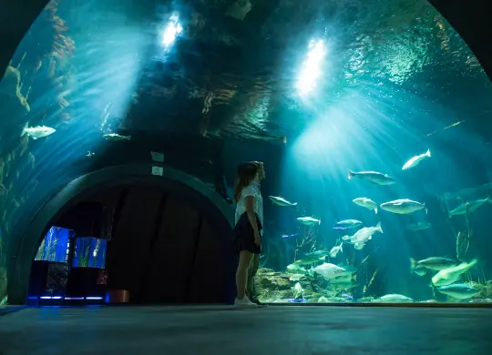 Auf Klassenfahrt mit HEROL&Eacute;: Themenwerkstatt Ozeaneum Stralsund