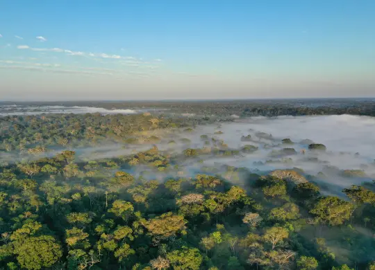 Blick von oben auf den Amazonas Regenwald in Peru Regenwald schützen mit HEROLÉ: Blick von oben auf den Amazonas Regenwald in Peru