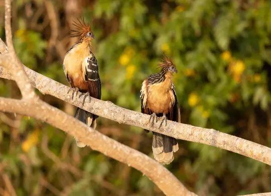 Artenvielfalt in den gesch&uuml;tzten Gebieten des Amazonas-Regenwaldes in Peru