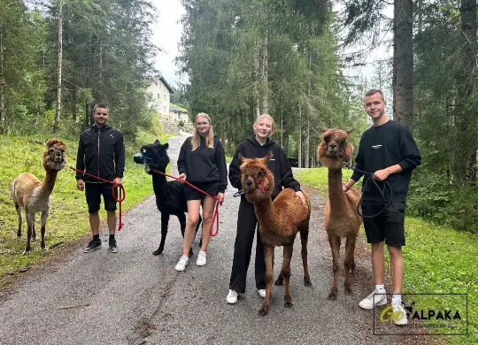 Auf Klassenfahrt mit HEROLÉ: Alpaka-Wanderung im Salzburger Land