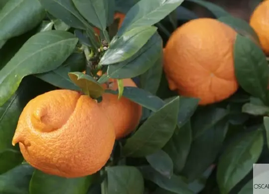 Auf Klassenfahrt mit HEROLÉ: Toskana Hesperidarium Zitrusgarten Orangen