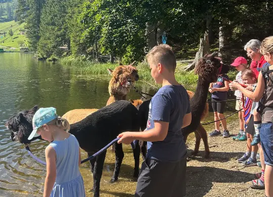 Auf Klassenfahrt mit HEROLÉ: Alpaka-Wanderung im Salzburger Land