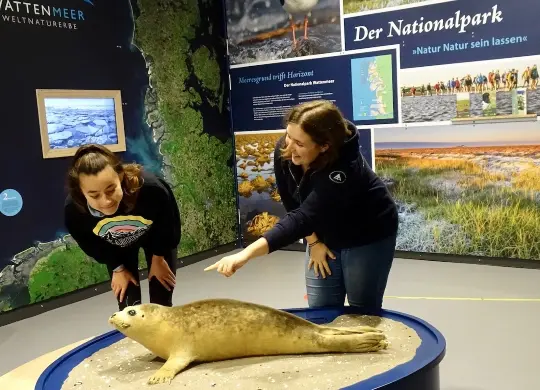 Auf Klassenfahrt mit HEROLÉ: Ausstellung im Nationalpark-Haus Husum / Nordsee Schleswig-Holstein