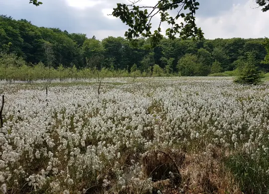 Auf Klassenfahrt mit HEROLÉ: BNE-Projekt "Moorwanderung" für Schüler im Nationalpark-Zentrum KÖNIGSSTUHL auf der Insel Rügen