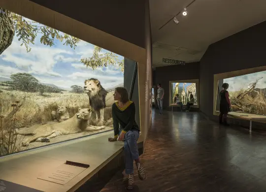 Auf Klassenfahrt mit HEROLÉ: Blick auf Dioramen in Afrika im Überseemuseum in Bremen.