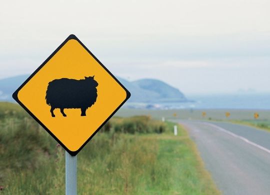 Schild warnt vor freilaufenden Schafen in Galway Auf Klassenfahrt mit HEROLÉ: Bestaunen Sie die freilaufenden Schafe in Galway