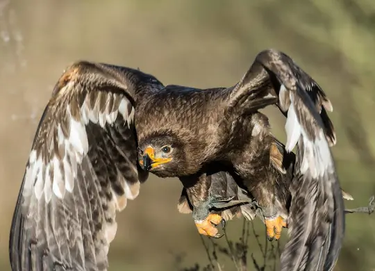 Auf Klassenfahrt mit HEROLÉ: Greifvogel der Falknerei Walter am Weissenhäuser Strand