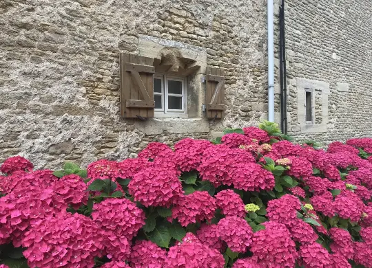 Auf Klassenfahrt mit HEROLÉ: Steinhaus mit Blumen in Bernières-sur-Mer in der Normandie