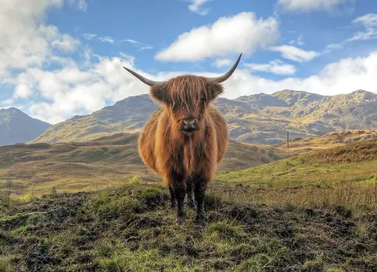 Auf Klassenfahrt mit HEROLÉ: Highland Cow in Edinburgh.