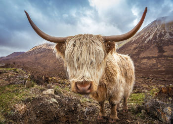 Highland Cow in Schottland Auf Klassenfahrt mit HEROLÉ: Highland Cow in Schottland