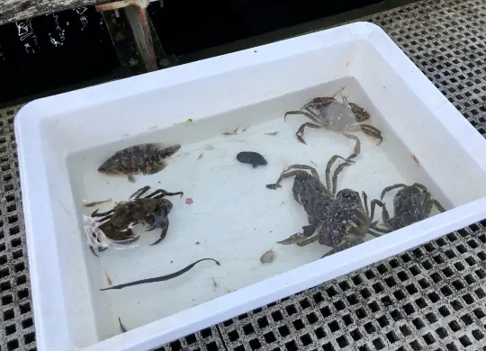 Auf Klassenfahrt mit HEROLÉ: Keschern in der Ostseestation Travemünde bei Lübeck