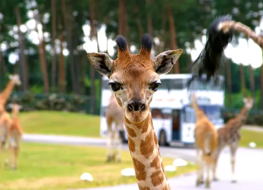 Auf Klassenfahrt mit HEROLÉ: Center Parcs in der Lüneburger Heide.
