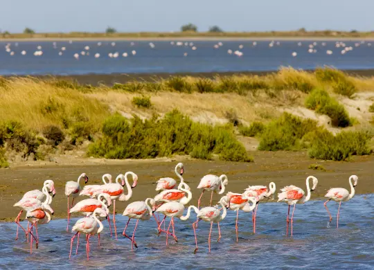 Auf Klassenfahrt mit HEROLÉ: Camargue in der Provence.