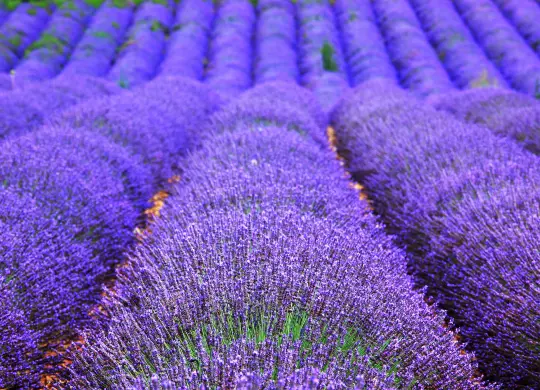 Auf Klassenfahrt mit HEROLÉ: Lavendelfelder in der Provence.