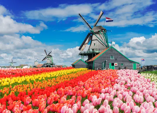 Auf Klassenfahrt mit HEROLÉ: Tulpen und Windmühlen in Amsterdam.