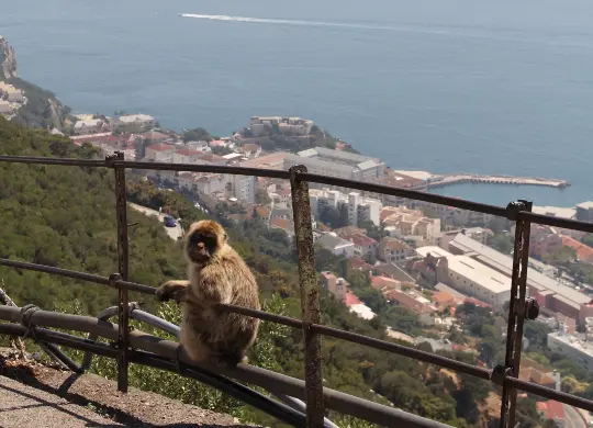 Auf Klassenfahrt mit HEROLÉ: Genießen Sie auf Ihrer Reise den einzigartigen Blick auf den Affenfelsen