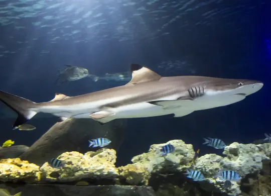 Auf Klassenfahrt mit HEROLÉ: Sea Life in München.