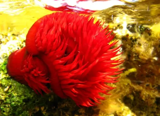 Auf Klassenfahrt mit HEROLÉ: Projekt Biologie in der Kvarner Bucht.