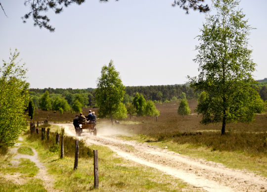 Lüneburger Heide Klassenfahrten Lüneburger Heide - die Lüneburger Heide