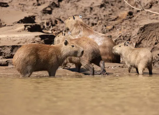 Capybara im Amazonas-Regenwald in Peru Regenwald schützen mit HEROLÉ: Capybara im Amazonas-Regenwald in Peru