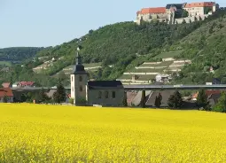 Auf Klassenfahrt mit HEROLÉ: Blühendes Rapsfeld in Freyburg am Schloss Neuenburg.