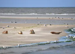Robbenbänke vor Ameland Auf Klassenfahrt mit HEROLÉ: Robbenbänke vor Ameland an der Niederländischen Nordseeküste