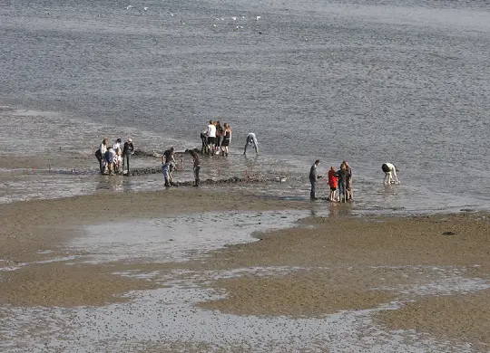 Auf Klassenfahrt mit HEROLÉ: Niederländische Nordseeküste Geführte Wattwanderung auf der Insel Terschelling
