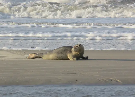 Nordsee Schleswig-Holstein BNE Reise Auf Klassenfahrt mit HEROLÉ: An der Nordsee in Schleswig-Holstein