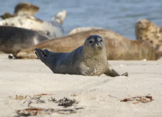 Auf Klassenfahrt mit HEROLÉ: Seehund an der Nordsee.