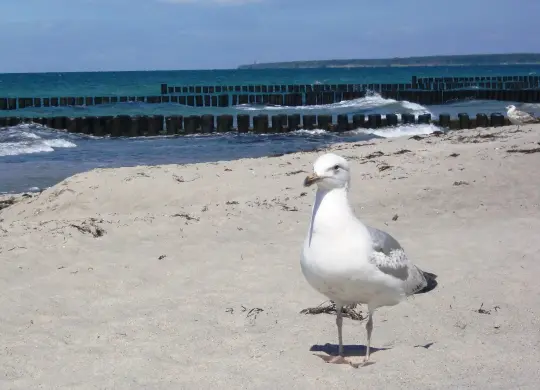Auf Klassenfahrt mit HEROLÉ: Möwe an der  Ostsee.
