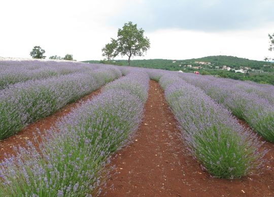 Park Histria Aromatica in Istrien  Auf Klassenfahrt mit HEROLÉ: Park Histria Aromatica in Istrien.