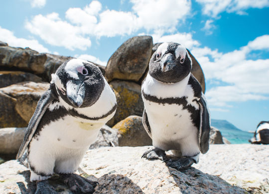 Pinguine in Kapstadt Auf Klassenfahrt mit HEROLÉ: Afrikanische Pinguinkolonie am Boulder's Beach nahe Kapstadt
