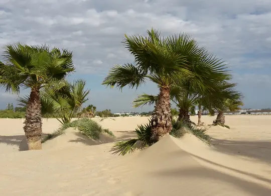Auf Klassenfahrt mit HEROLÉ: Sevilla Sanddünen