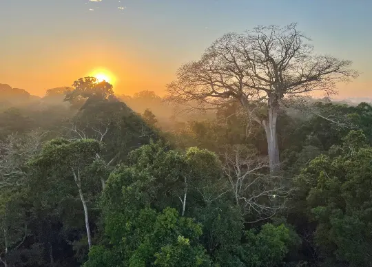 Sonnenaufgang über dem Amazonas Regenwald in Peru Regenwald schützen mit HEROLÉ: Sonnenaufgang über dem Amazonas Regenwald in Peru