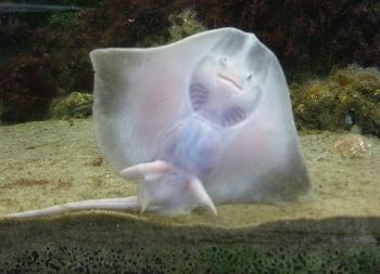 Eine Rochen im Mulitmar Wattforum an der Nordsee Auf Klassenfahrt mit HEROLÉ: Eine Rochen im Mulitmar Wattforum an der Nordsee.