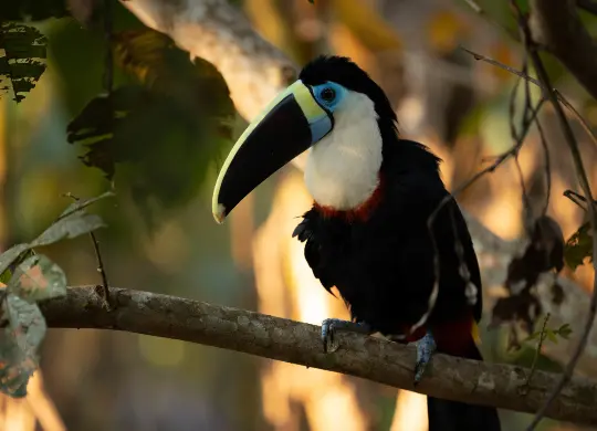Tukan auf einem Baum Schützen Sie mit uns gemeinsam den HEROLÉ Forest for Future in Peru: Tukan auf einem Ast