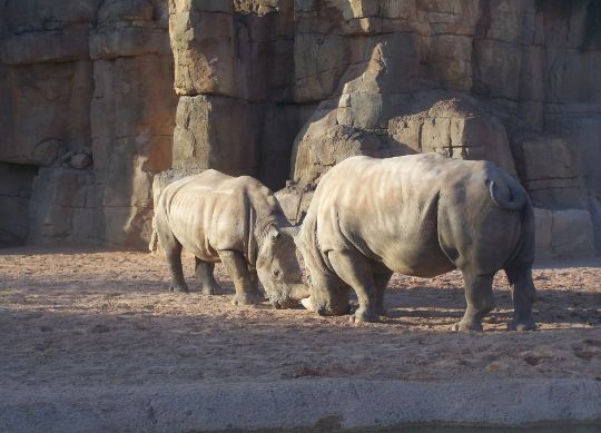Klassenfahrten Valencia - Nashörner im Bioparc Klassenfahrten Valencia - Nashörner im Bioparc