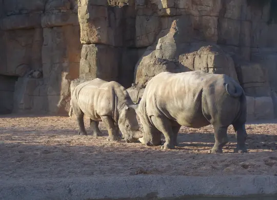 Auf Klassenfahrt mit HEROLÉ: Nashörner im Bioparc in Valencia.