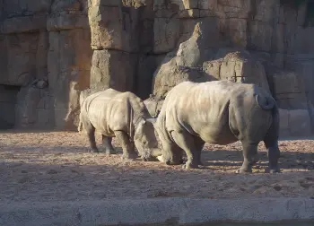 Nashörner im Bioparc in Valencia Auf Klassenfahrt mit HEROLÉ: Nashörner im Bioparc in Valencia.