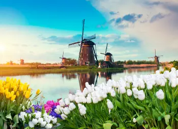 Windmühlen mit Tulpen in den Niederlanden Auf Klassenfahrt mit HEROLÉ: Windmühlen sind eines der Wahrzeichen der Niederlande