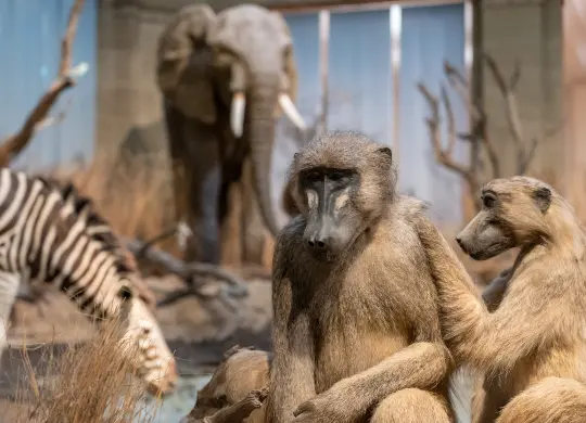 Auf Klassenfahrt mit HEROLÉ: Zoologisches Forschungsmuseum Alexander Koenig in Bonn / Eifel