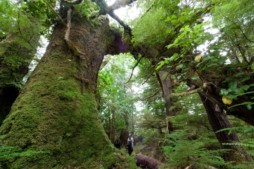 Baumriesen im temperierten Regenwald in Westkanada