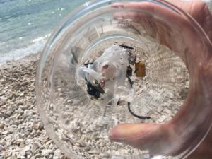 Proben in einem Glas zeigen Plastikstücke, die am Meer gefunden wurden